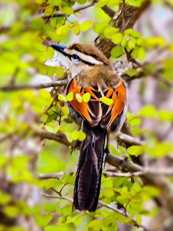 Black-crowned Tchagra, South Africa by David Whited
