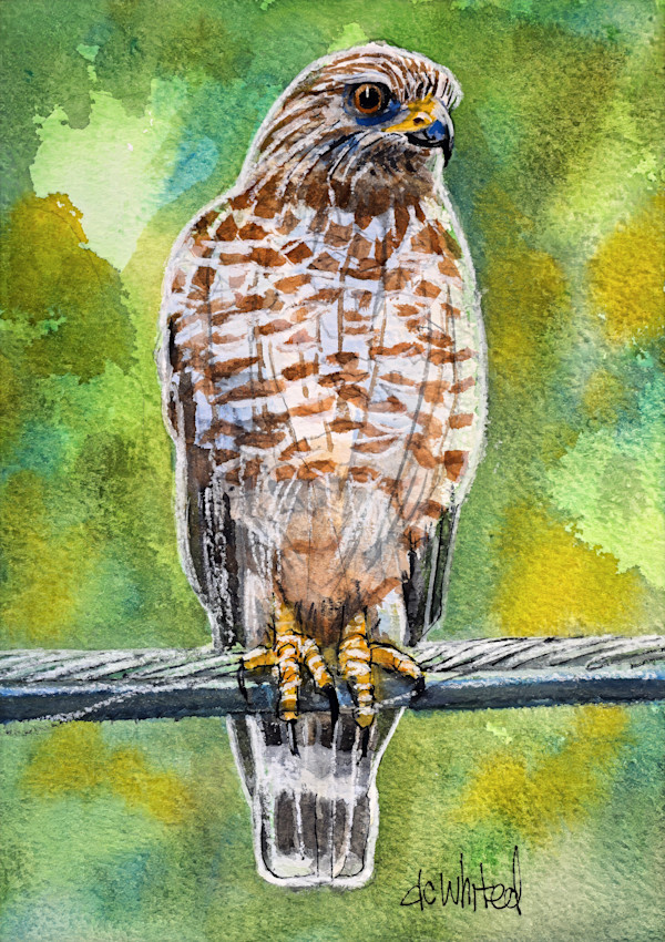 Red-shouldered Hawk by David Whited