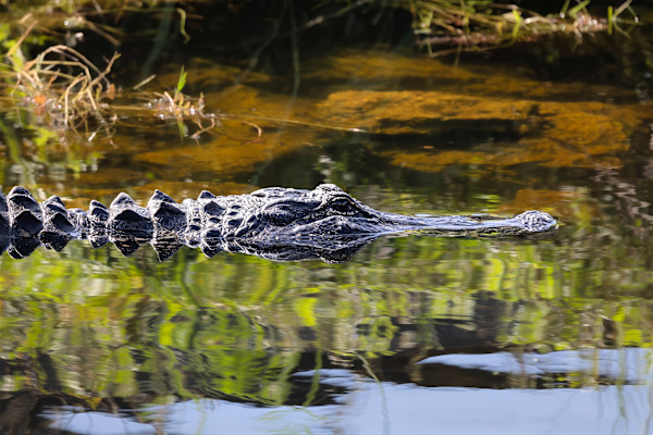 American alligator, Florida, USA by David Whited
