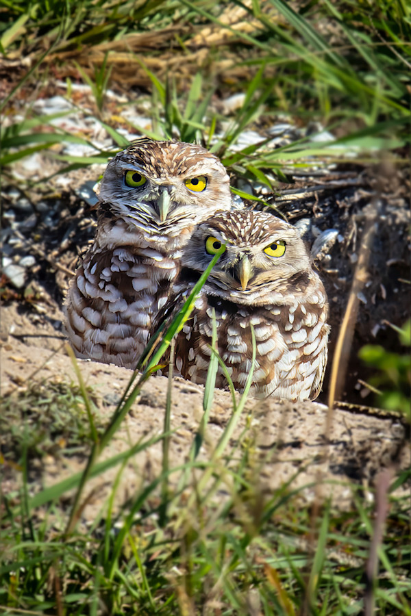Pair of Burrowing Owls, Florida, USA by David Whited