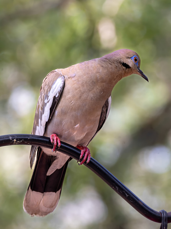 White-winged Dove, Texas, USA by David Whited