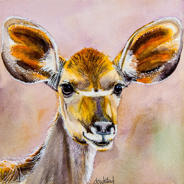 Kudu female, South Africa by David Whited
