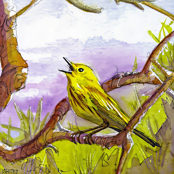 Yellow warbler  (Prints available) by David Whited