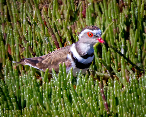 Three-banded Plover, South Africa by David Whited