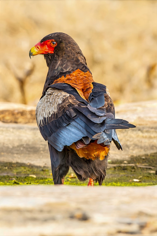 Bateleur Eagle, South Africa by David Whited