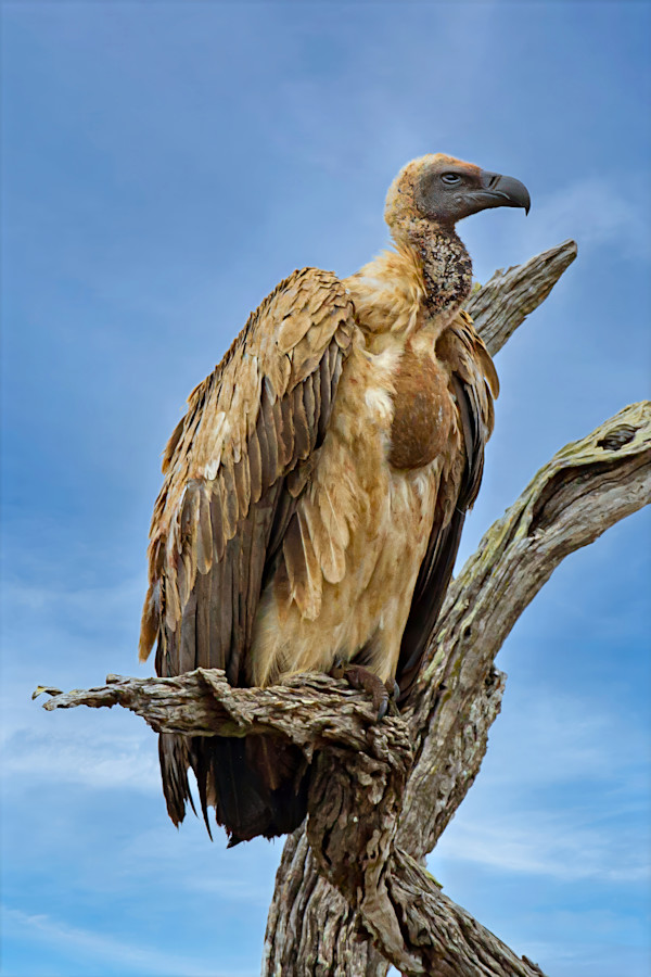 African white-backed vulture, South Africa by David Whited