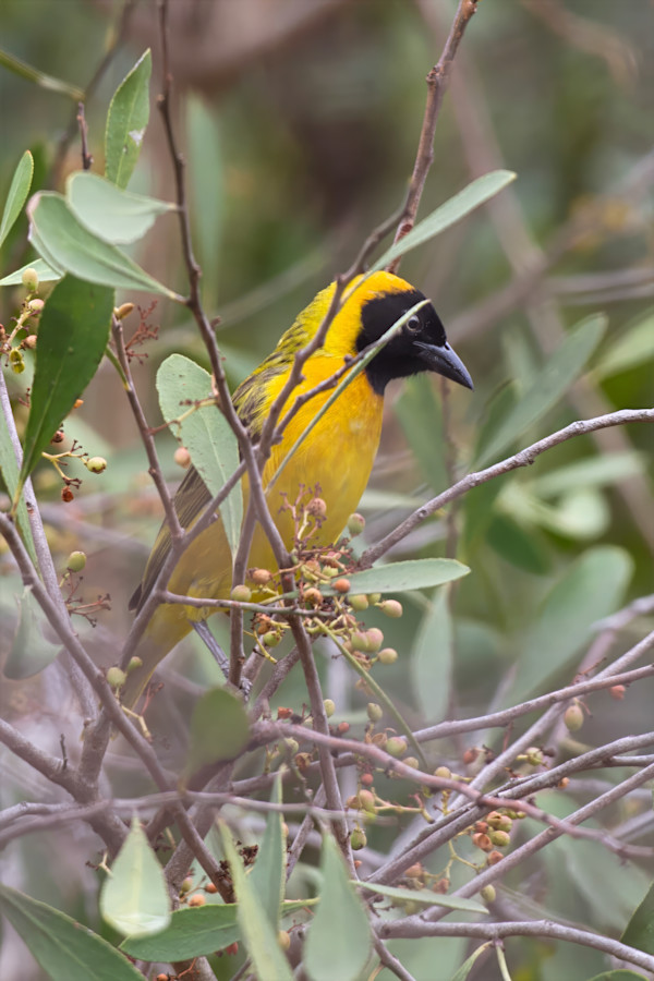 Lesser Masked Weaver, South Africa by David Whited