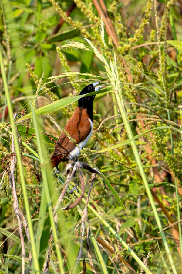 Tricolored Munia, Costa Roca by David Whited