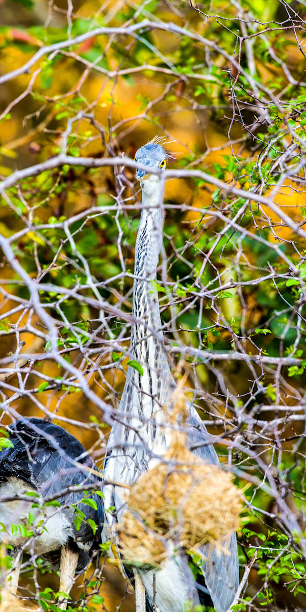 Grey Heron, South Africa by David Whited
