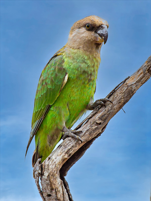 Brown-headed parrot, South Africa by David Whited