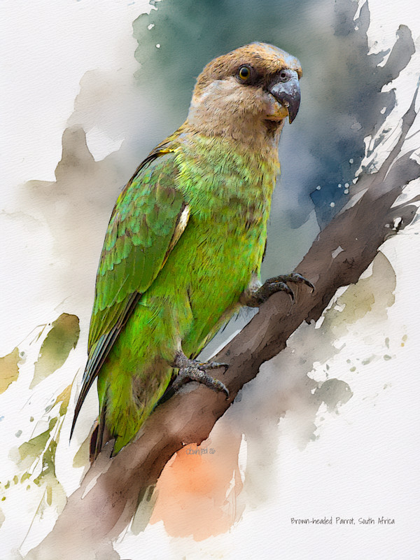 Brown-headed parrot, South Africa by David Whited