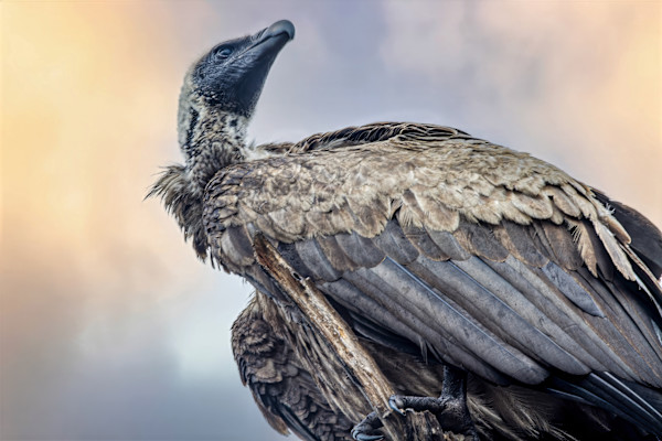 White-backed Vulture, South Africa by David Whited
