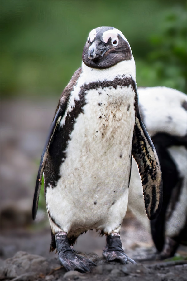 African Penguin, South Africa by David Whited