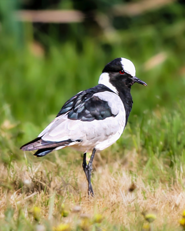 Blacksmith Lapwing, South Africa by David Whited
