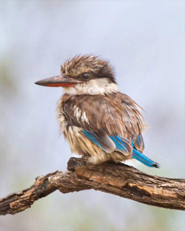 Striped Kingfisher, South Africa by David Whited