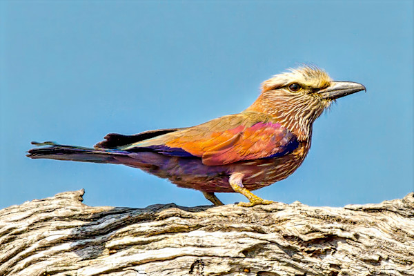 Purple Roller, South Africa by David Whited