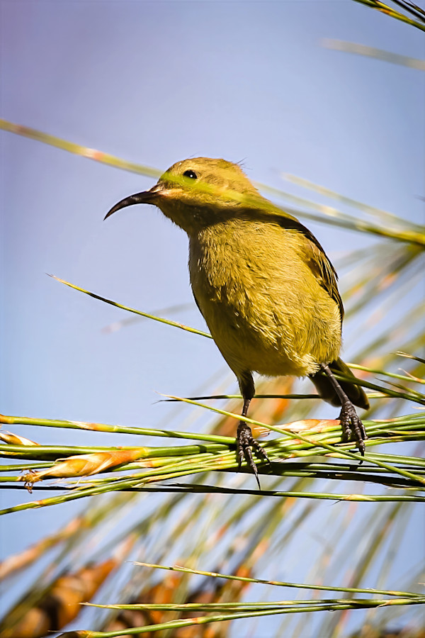 Olive-backed Sunbird, South Africa by David Whited
