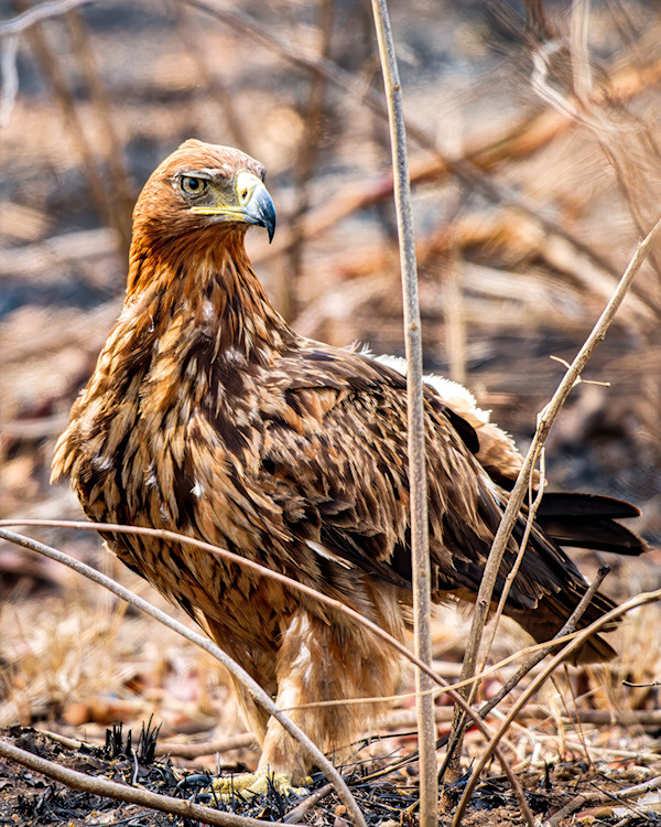 Tawny Eagle, South Africa by David Whited