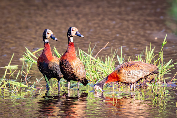 White-faced Whistling Ducks, South Africa by David Whited