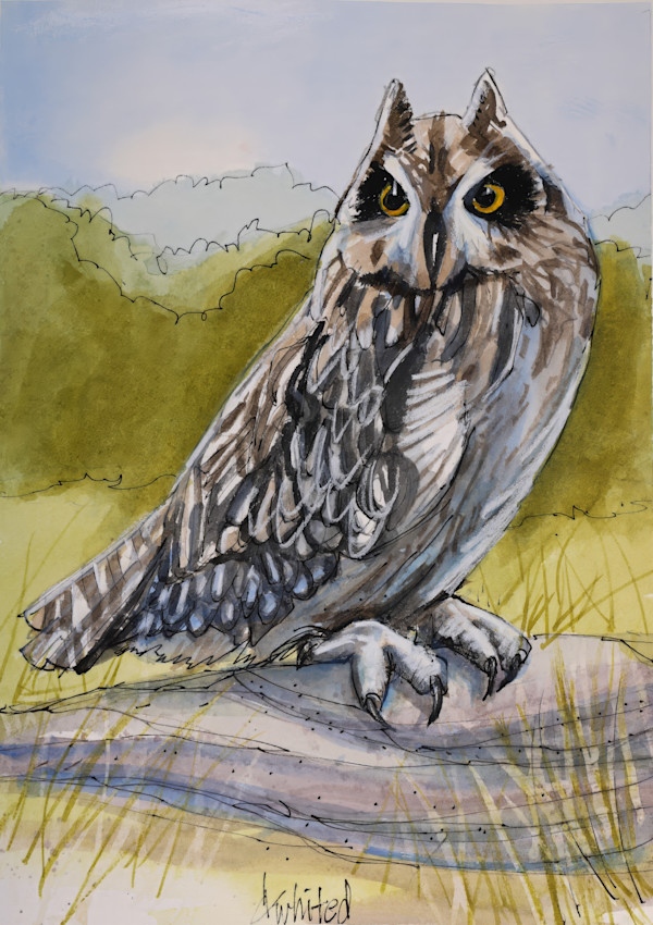 Short-eared Owl by David Whited