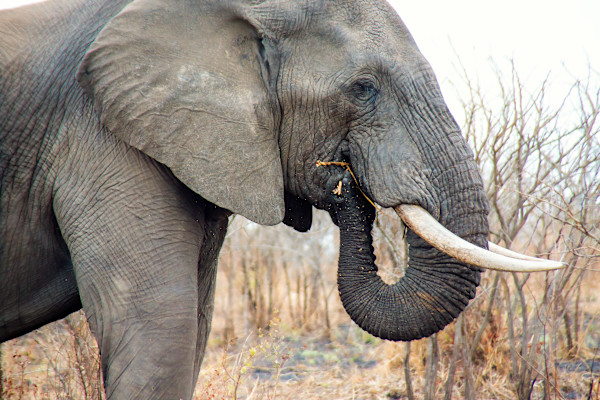 African elephant, Kruger National Park, South Africa by David Whited