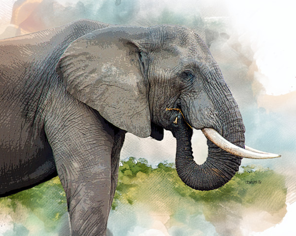 African Bush Elephant by David Whited, Image 1.