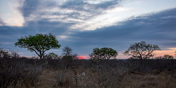 South African sunset, Kruger National Park, South Africa by David Whited