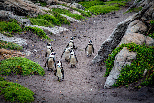 African penguins, West Coast National Park, South Africa by David Whited