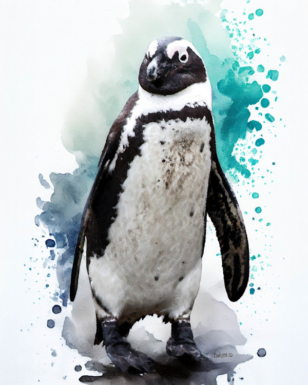 African Penguin, South Africa by David Whited, Image 1.