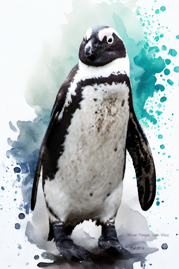 African Penguin, South Africa by David Whited