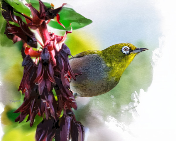 African White-eye, South Africa by David Whited, Image 1.