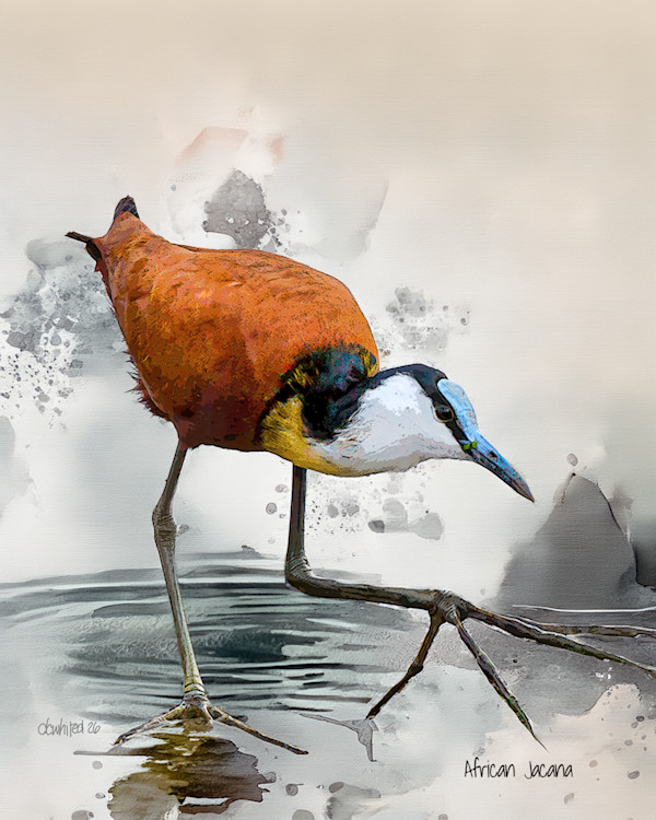 African Jacana, South Africa by David Whited