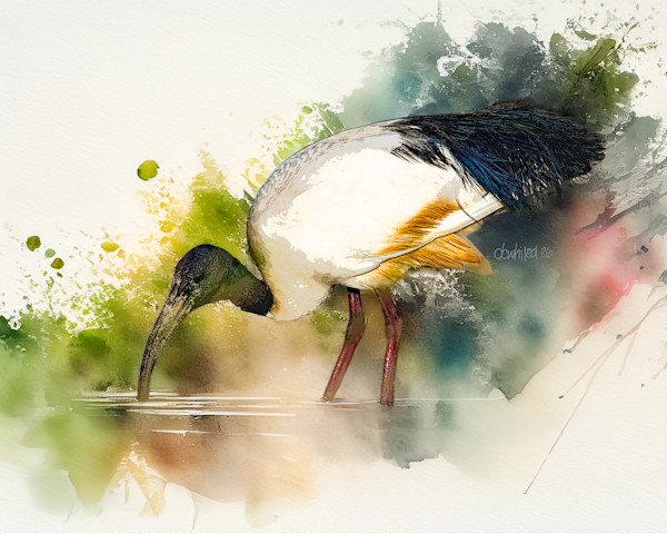 African Sacred Ibis, South Africa by David Whited, Image 1.