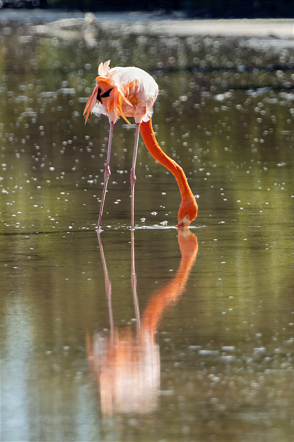 American Flamingo, Galapagos by David Whited, Image 1.