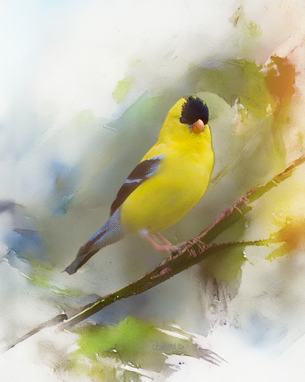American Goldfinch by David Whited, Image 1.