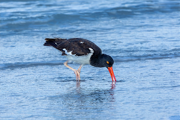 Galapagos Oystercatcher by David Whited, Image 1.