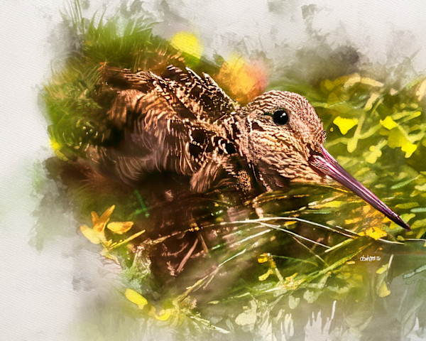 American Woodcock by David Whited, Image 1.