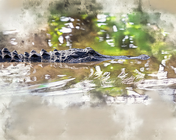 American Alligator by David Whited, Image 1.