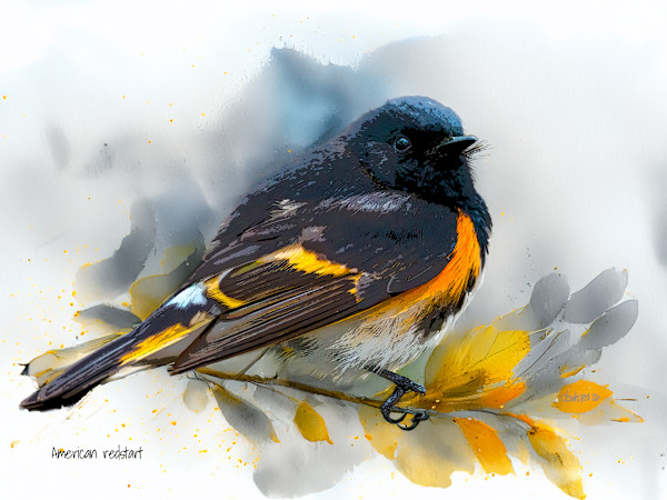 American Redstart by David Whited