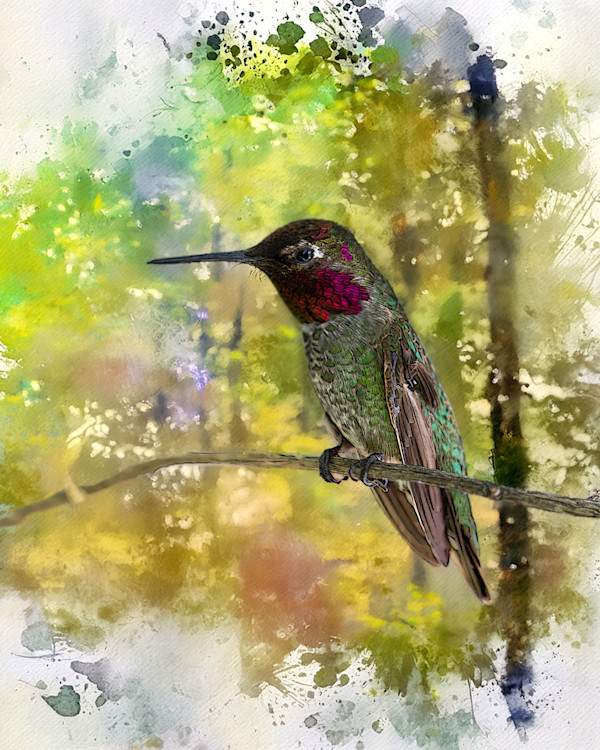 Anna's Hummingbird by David Whited