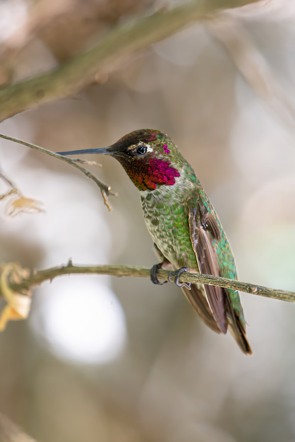 Anna's hummingbird, Madera Canyon, Southern Arizona, USA by David Whited, Image 1.