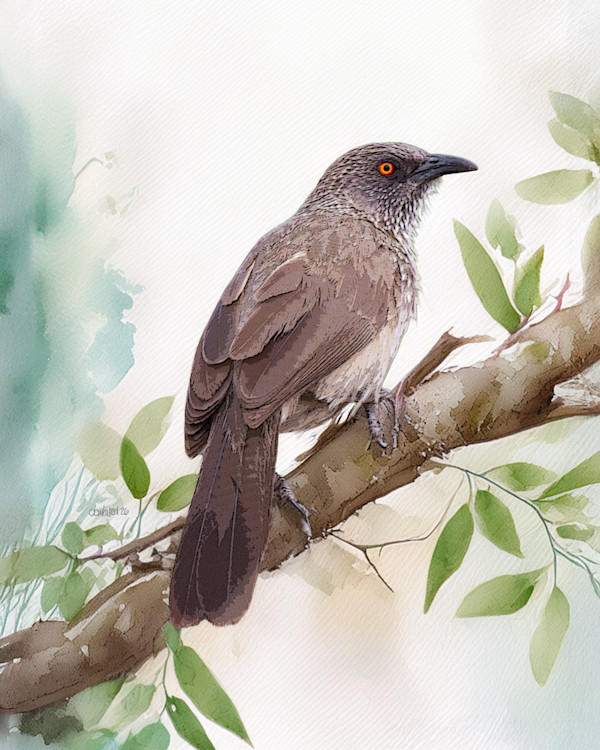 Arrow-marked Babbler, South Africa by David Whited, Image 1.