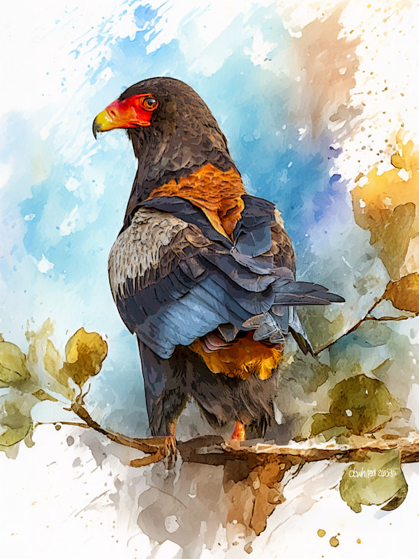 Bateleur Eagle, South Africa by David Whited, Image 1.
