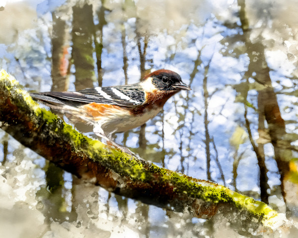 Bay-breasted Warbler by David Whited, Image 1.