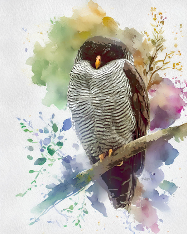 Black-and-white Owl, Costa Rica by David Whited, Image 1.