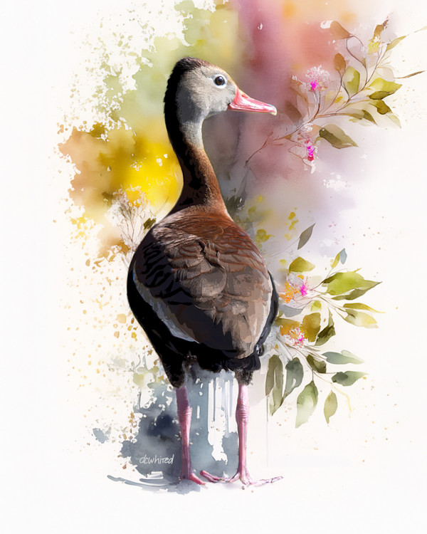 Black-bellied Whistling Duck by David Whited, Image 1.