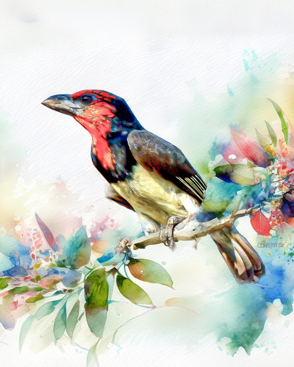 Black-collared Barbet, South Africa by David Whited, Image 1.
