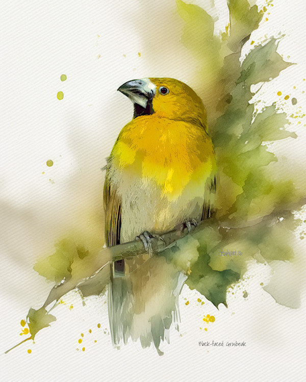 Black-faced Grosbeak, Costa Rica by David Whited, Image 1.