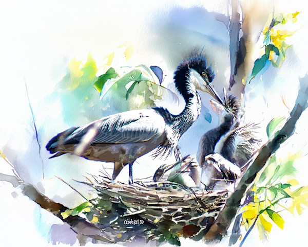 Black-headed Heron nesting, South Africa by David Whited, Image 1.