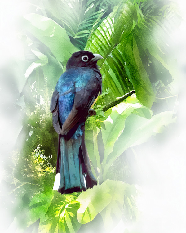 Black-headed Trogon, Costa Rica by David Whited, Image 1.